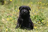 BOUVIER DES FLANDRES 470